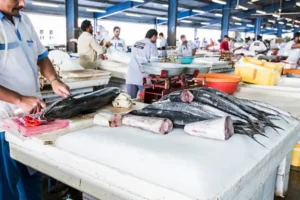 Latest trends hamour fish benefits UAE Episode